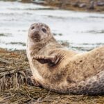 Primo piano di una foca sulla spiaggia di Ytri Tunga