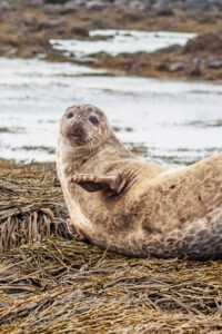 Primo piano di una foca sulla spiaggia di Ytri Tunga